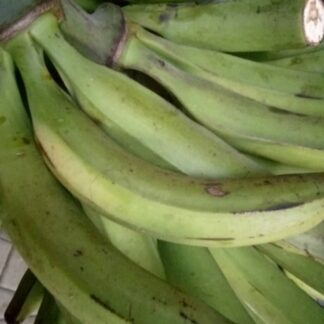 Plantain